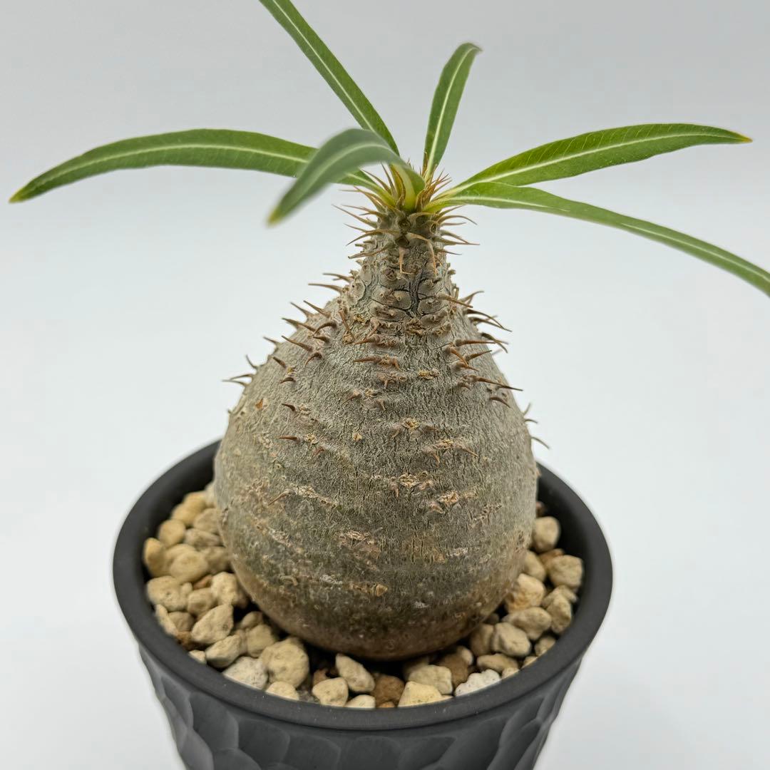 パキポディウム グラキリス 現地球 スライム型 チビグラ ミニグラTOKY 鉢