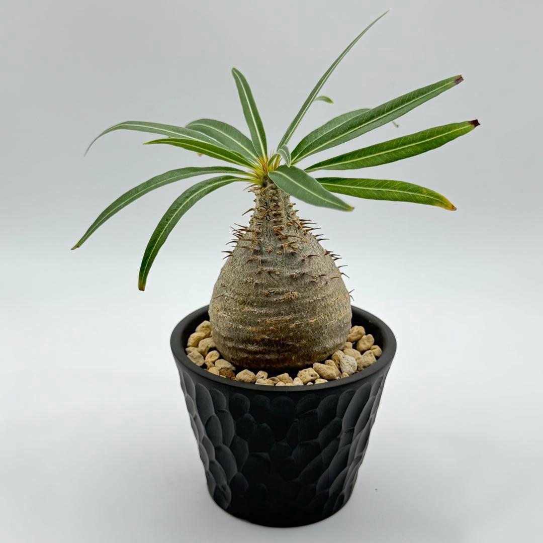 パキポディウム グラキリス 現地球 スライム型 チビグラ ミニグラTOKY 鉢