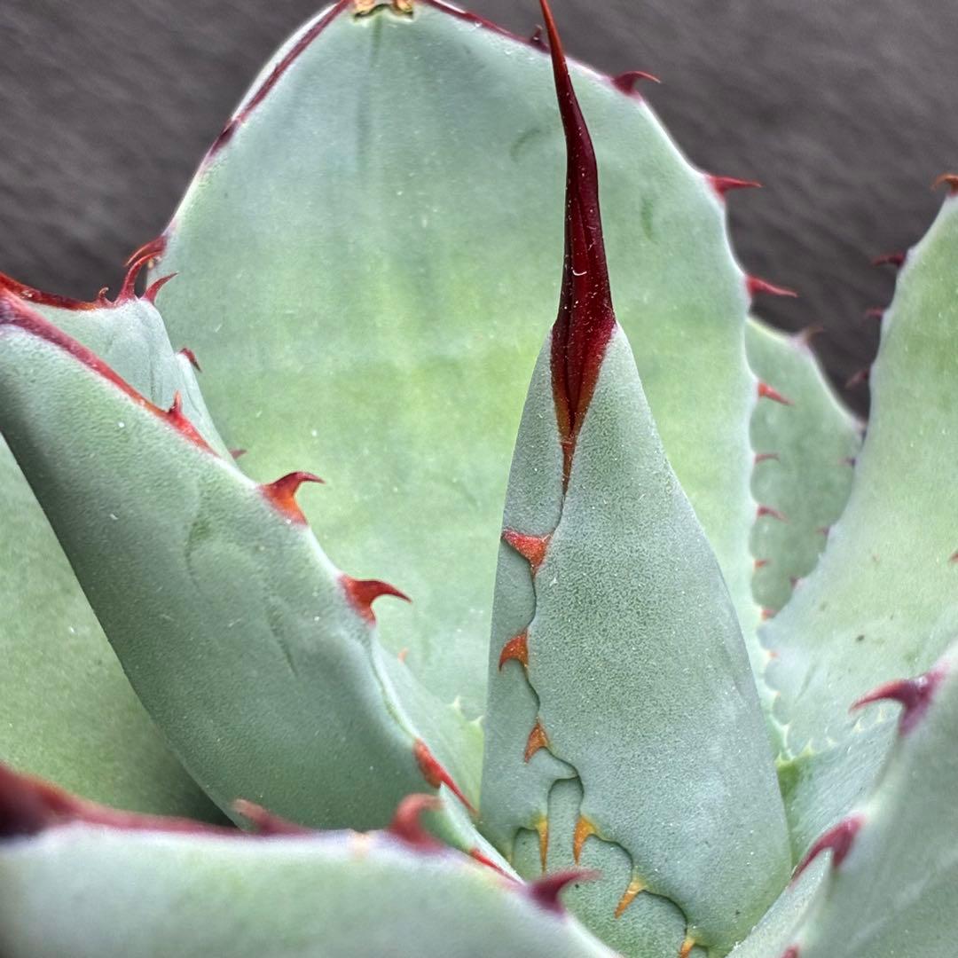 た*か様 アガベ 「特選パリー」トランカータスーパー コンパクト 短葉型 低重心