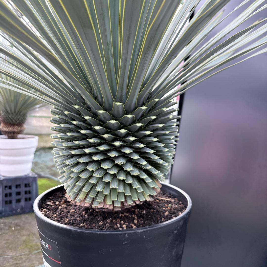 【AL1162】ユッカ　ロストラータ　短葉の極み個体