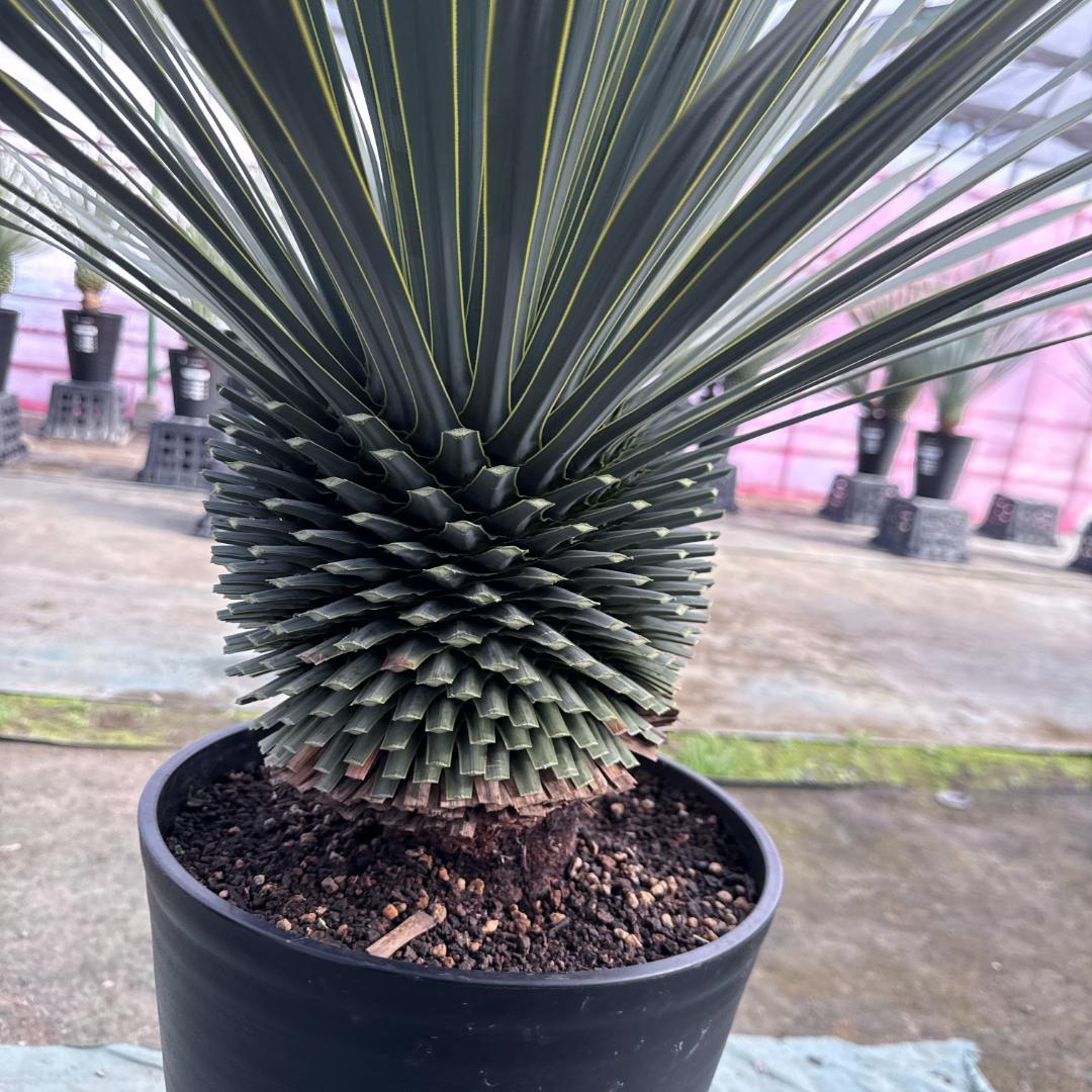 【AL1162】ユッカ　ロストラータ　短葉の極み個体