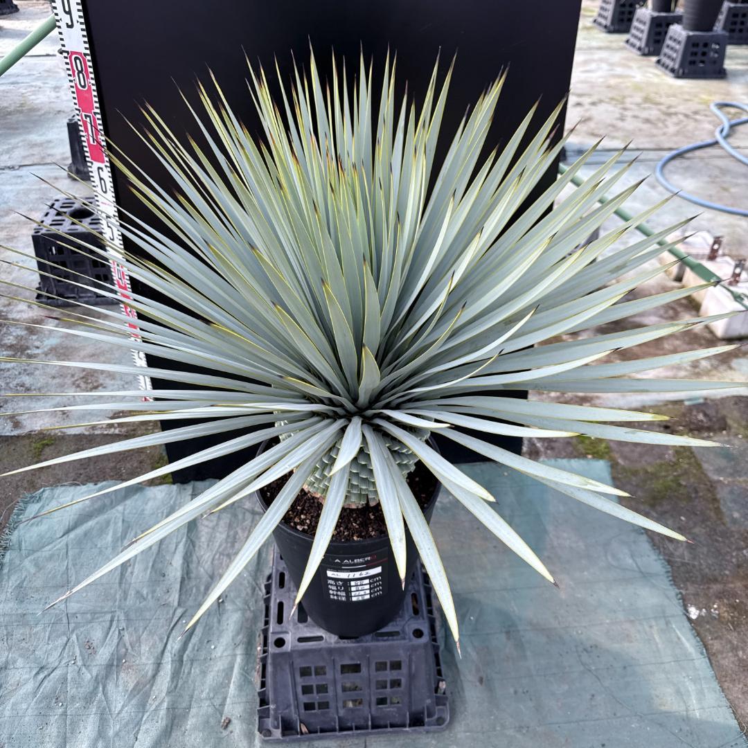 【AL1162】ユッカ　ロストラータ　短葉の極み個体