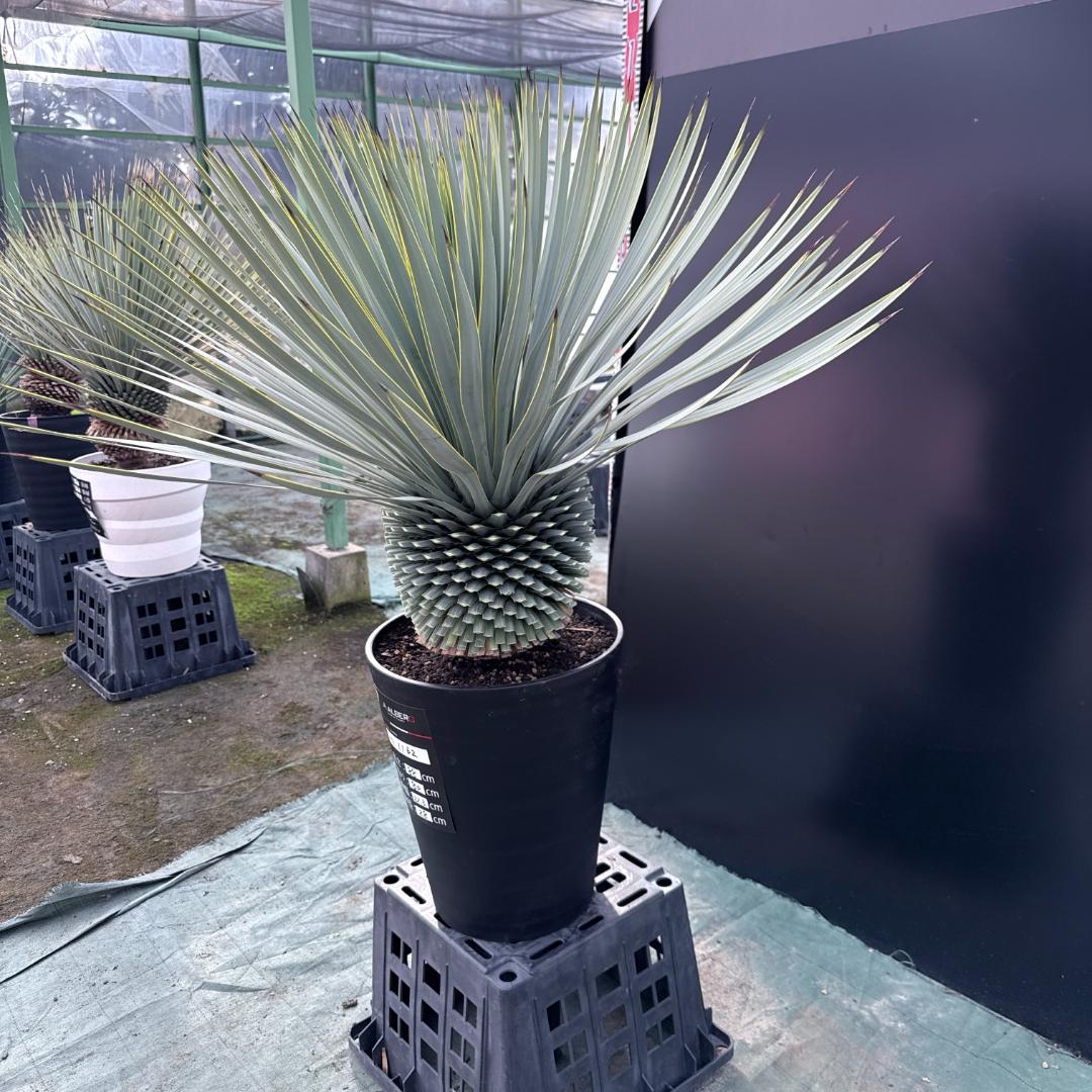 【AL1162】ユッカ　ロストラータ　短葉の極み個体