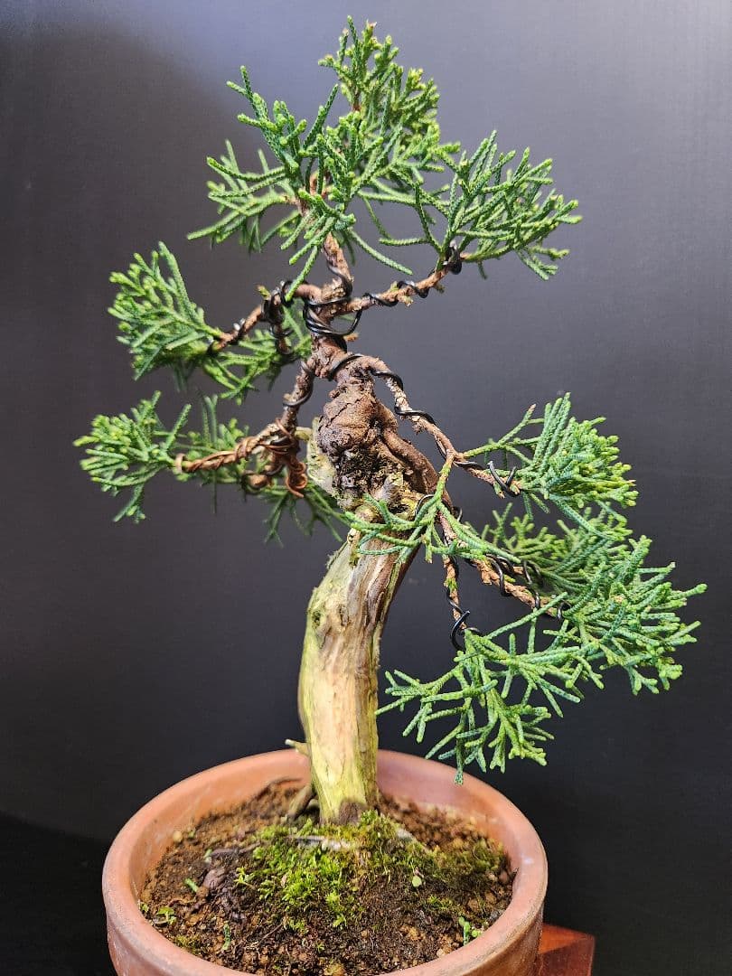 【限界価格】真柏 シンパク 板舎利　板幹　小品盆栽