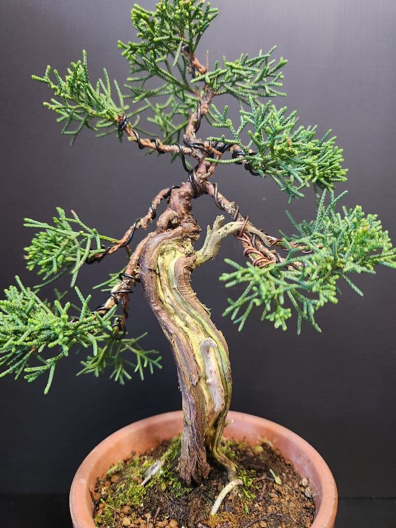 【限界価格】真柏 シンパク 板舎利　板幹　小品盆栽