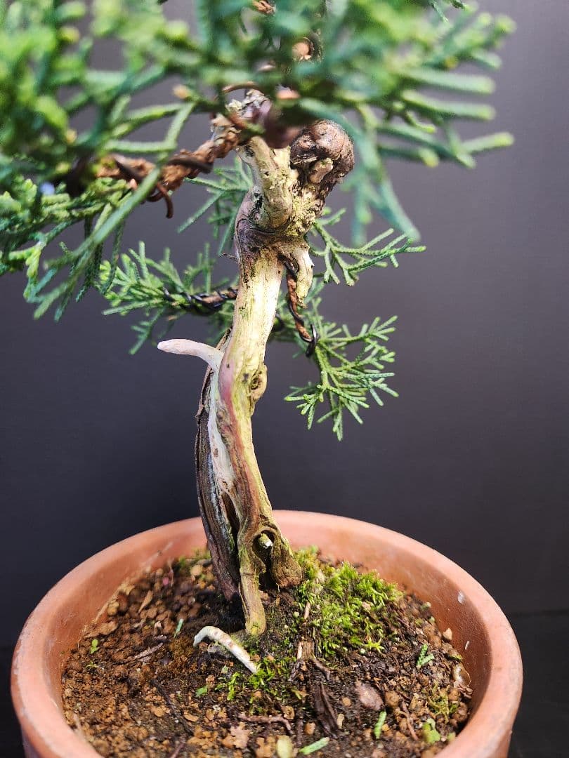 【限界価格】真柏 シンパク 板舎利　板幹　小品盆栽