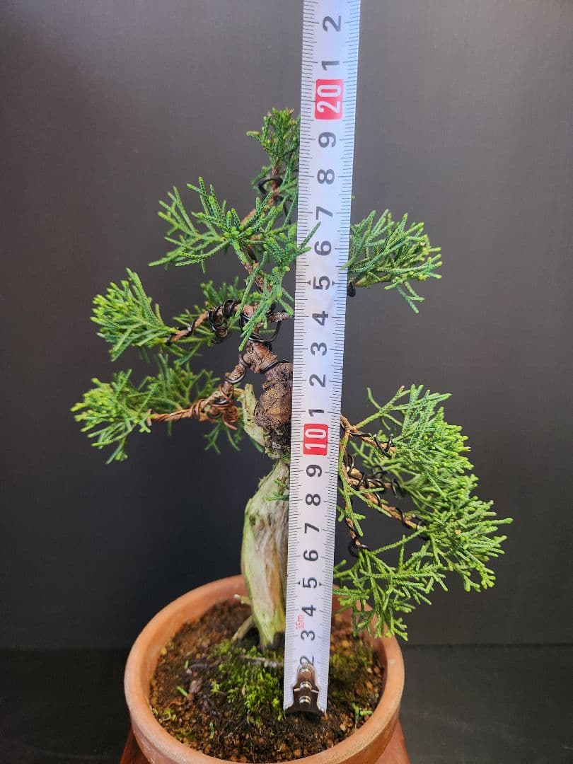 【限界価格】真柏 シンパク 板舎利　板幹　小品盆栽