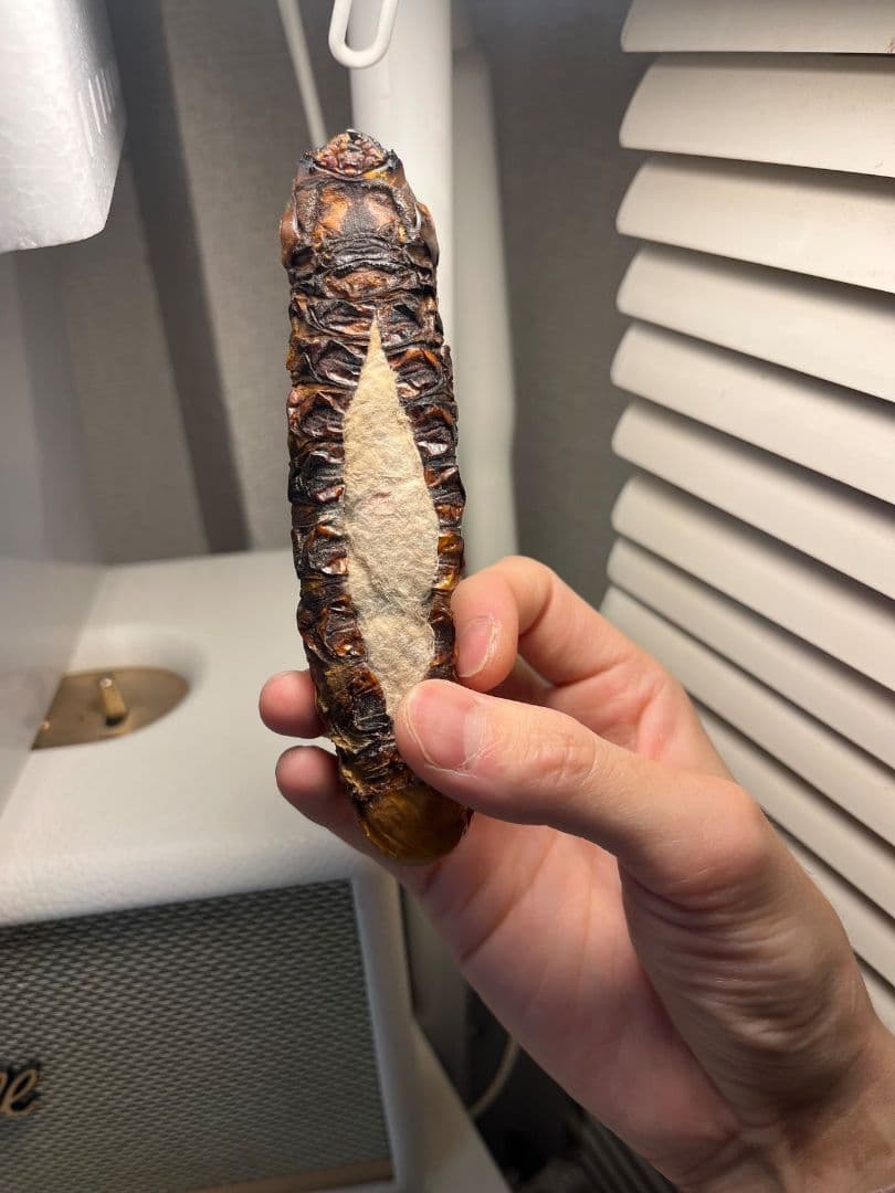 【極太珍々】スジバネトゲフチオオウスバカミキリムシの幼虫 特大