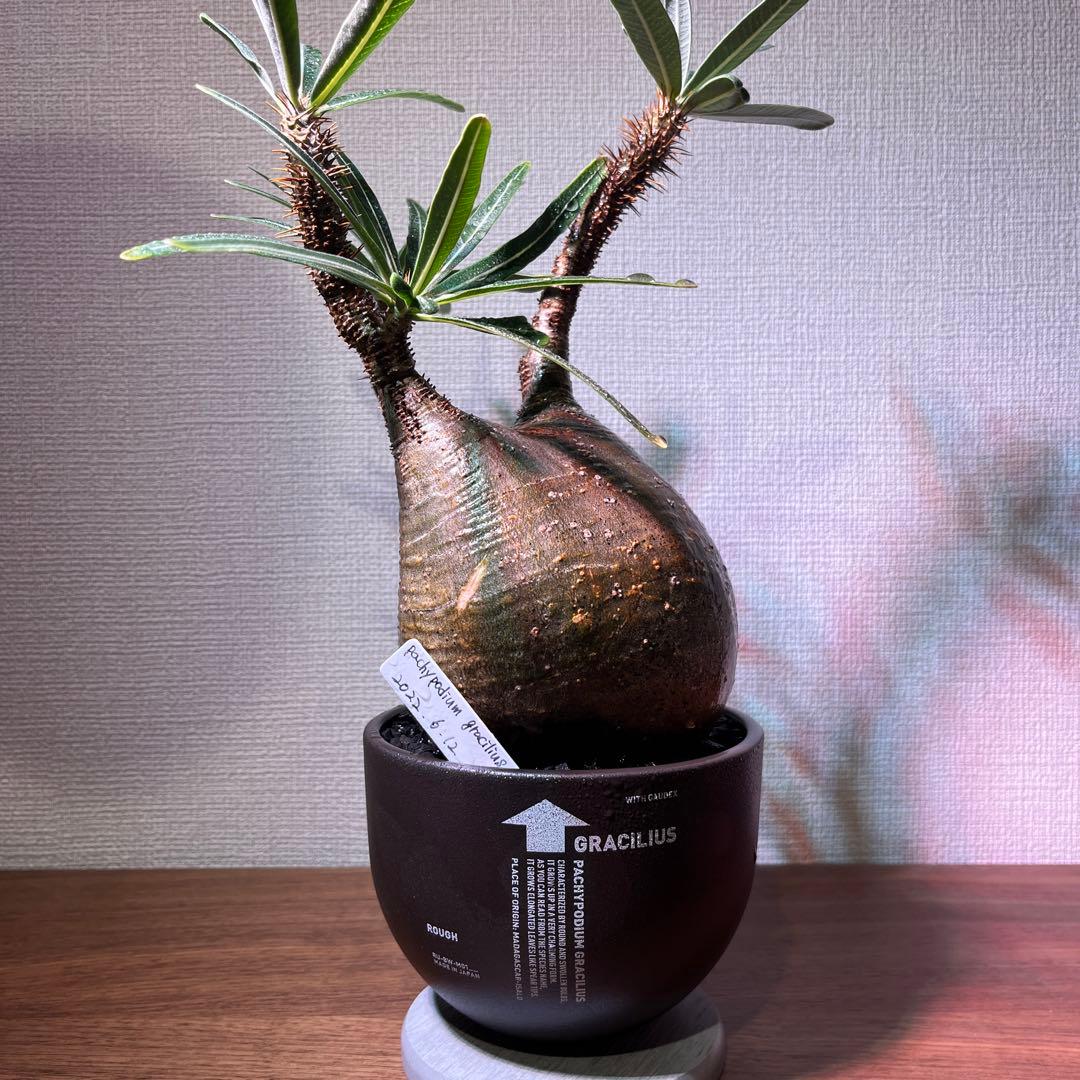 パキポディウム・グラキリス。安心発根済み。良型。