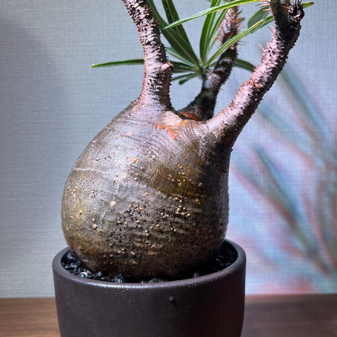 パキポディウム・グラキリス。安心発根済み。良型。