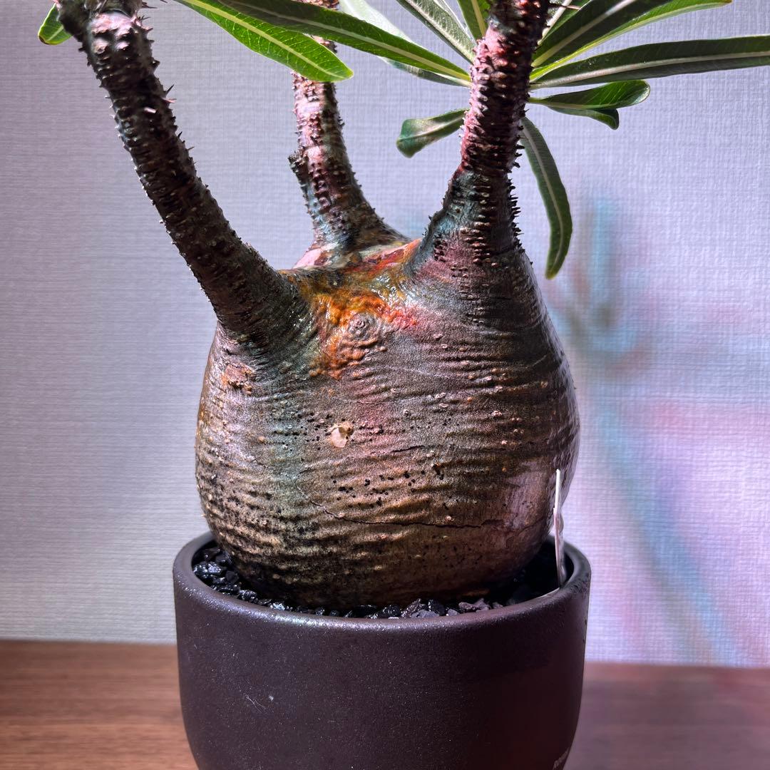 パキポディウム・グラキリス。安心発根済み。良型。