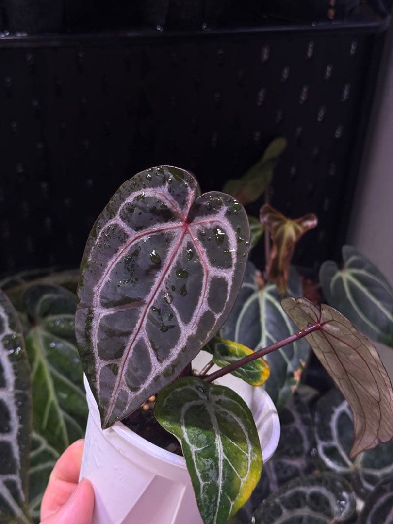 Anthurium Michelle x self　選抜個体