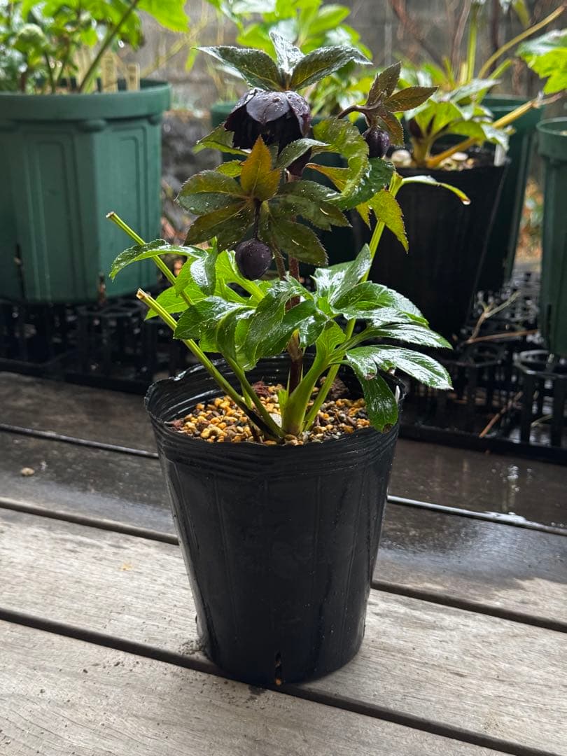 クリスマスローズ 開花株 小輪多弁ブラック(クレオパトラ×美黒姫)