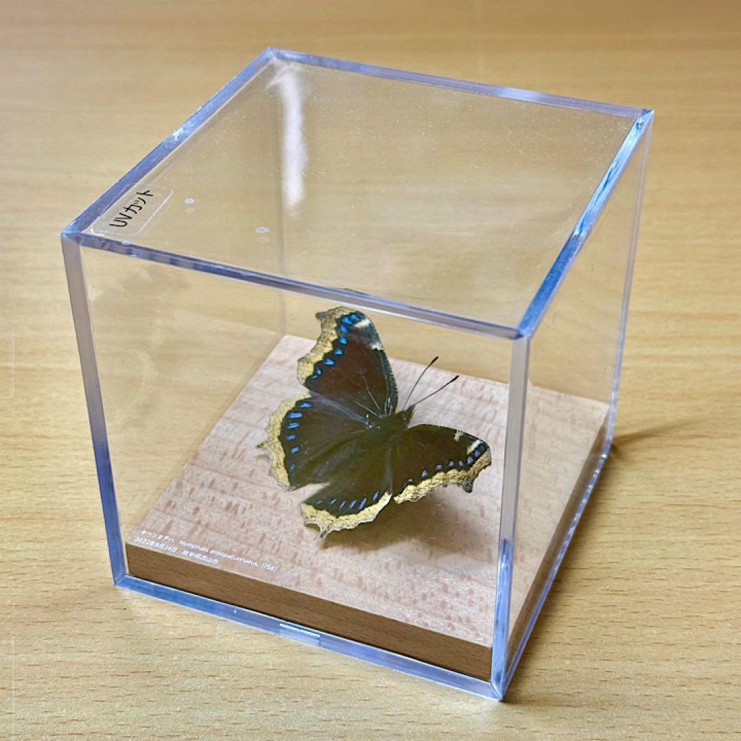 【立体標本】国産蝶標本　キベリタテハ　ライブ標本