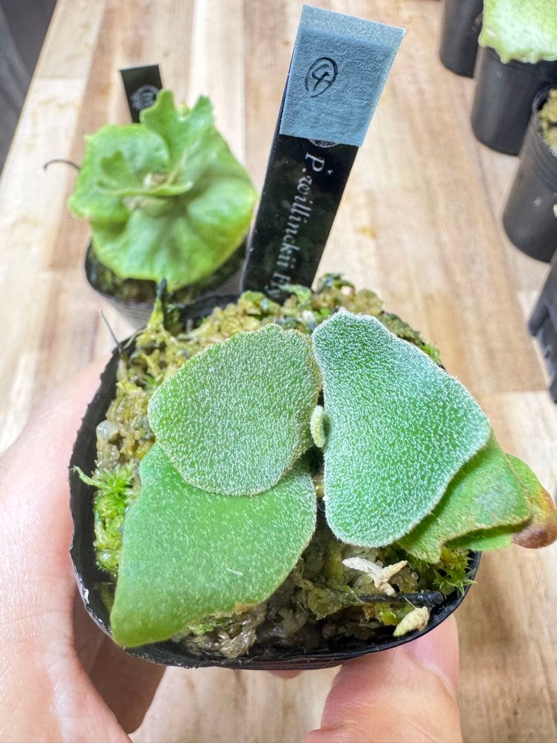 willinckii Fly dwarf 確定④ オマケ付き