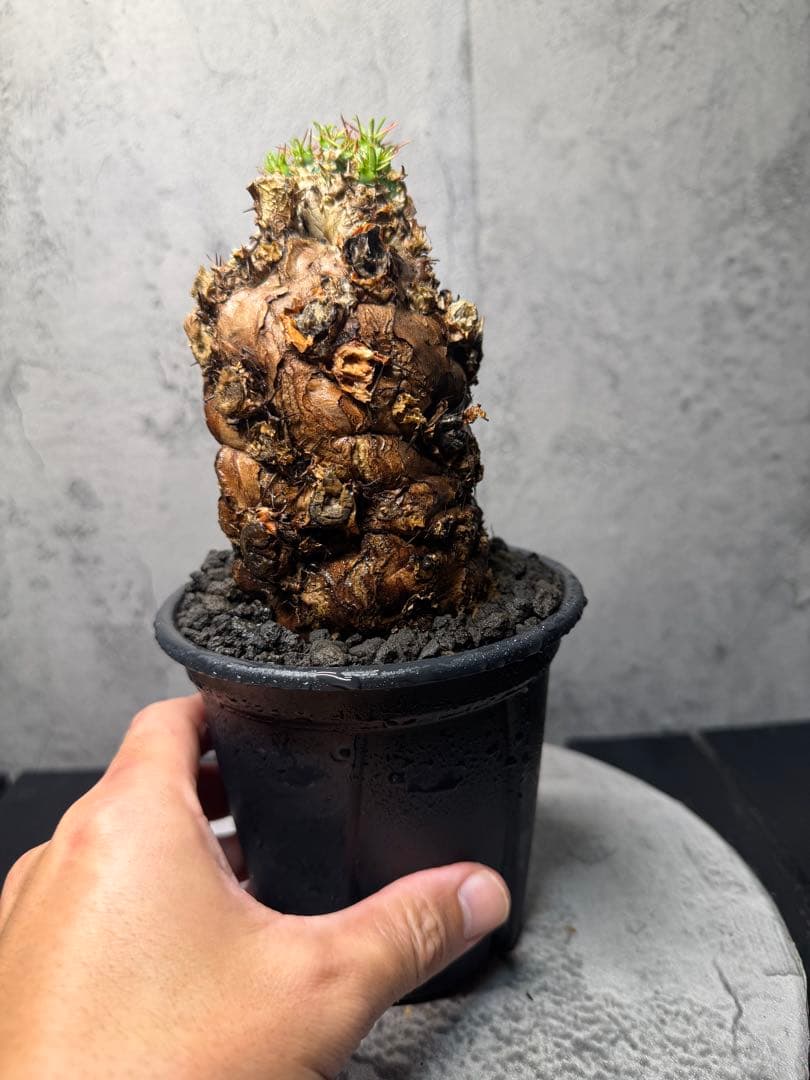 ユーフォルビア　ムランジーナ　発根済み　美樹形