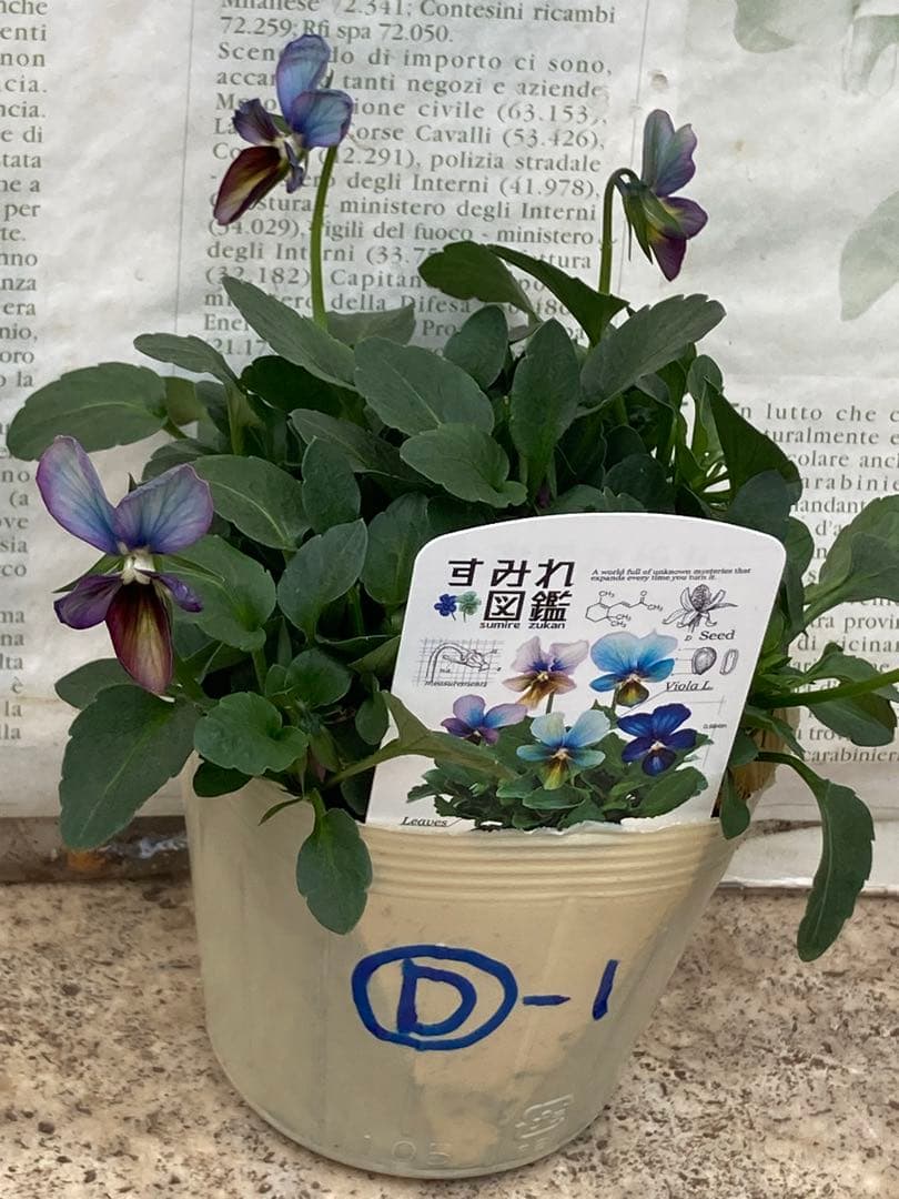 R*U様 すみれ図鑑　ビオラ　超濃　D-1