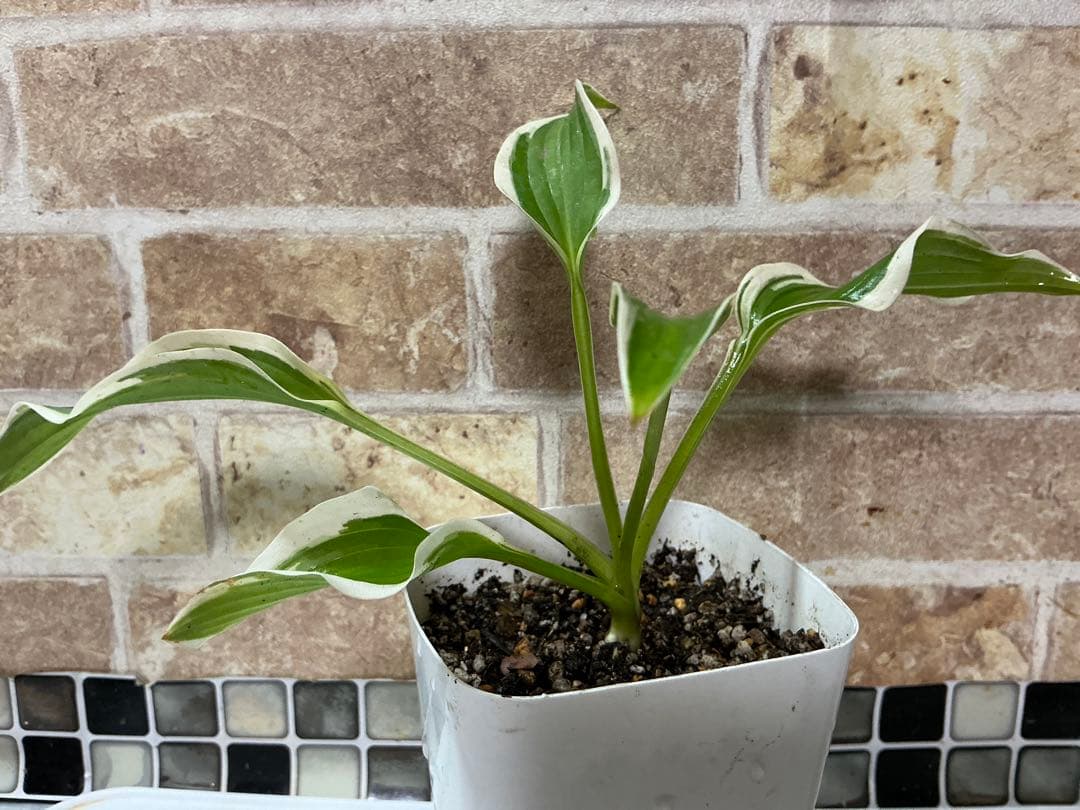 どんどん増える♪ 姫ホスタ　(小型ホスタ) 1苗　斑入り