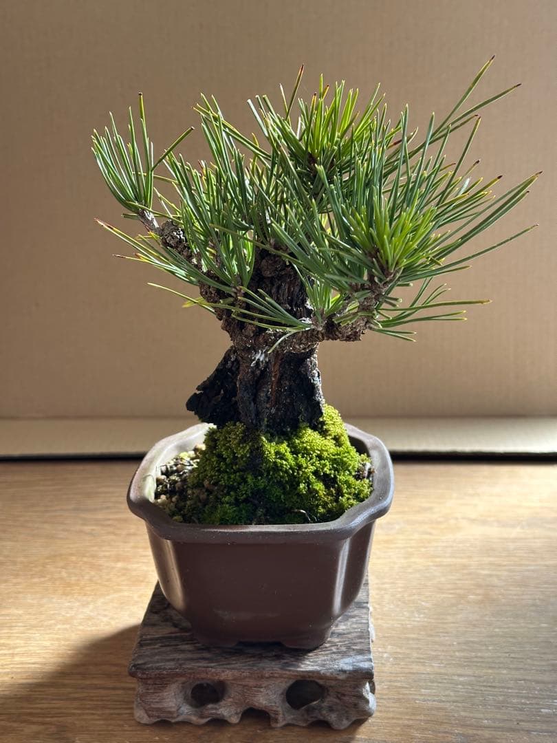 盆栽 小品盆栽 錦松(夢錦)-2