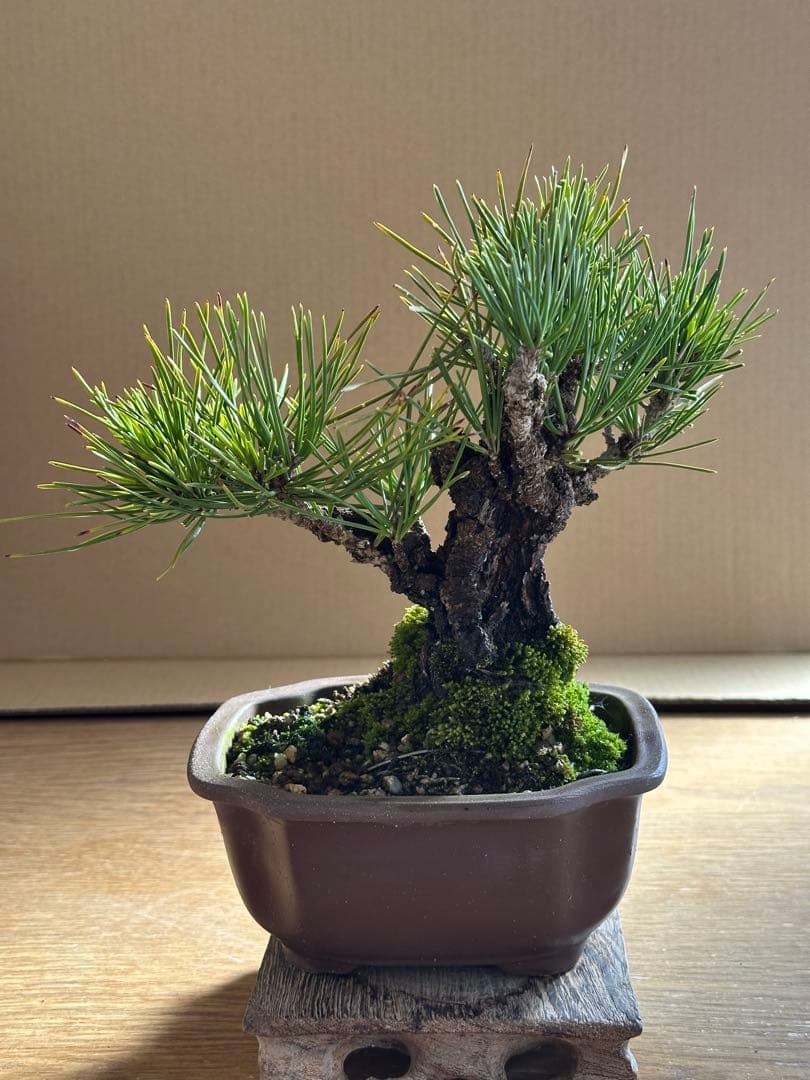 盆栽 小品盆栽 錦松(夢錦)-2