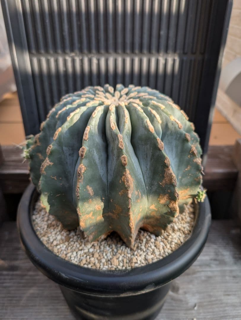 【Omc Labo】極上2　フェロカクタス刺無王冠竜　希少 サボテン　古木