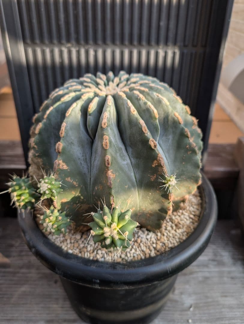 【Omc Labo】極上2　フェロカクタス刺無王冠竜　希少 サボテン　古木