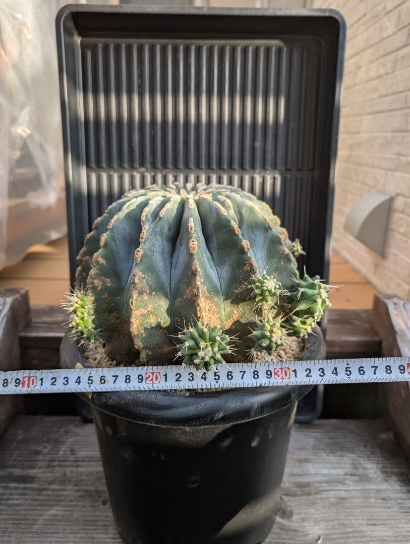 【Omc Labo】極上2　フェロカクタス刺無王冠竜　希少 サボテン　古木