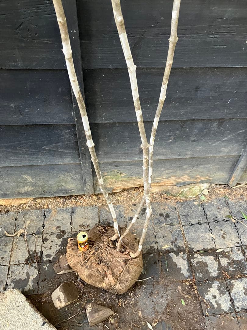 23 山採り　アオダモ