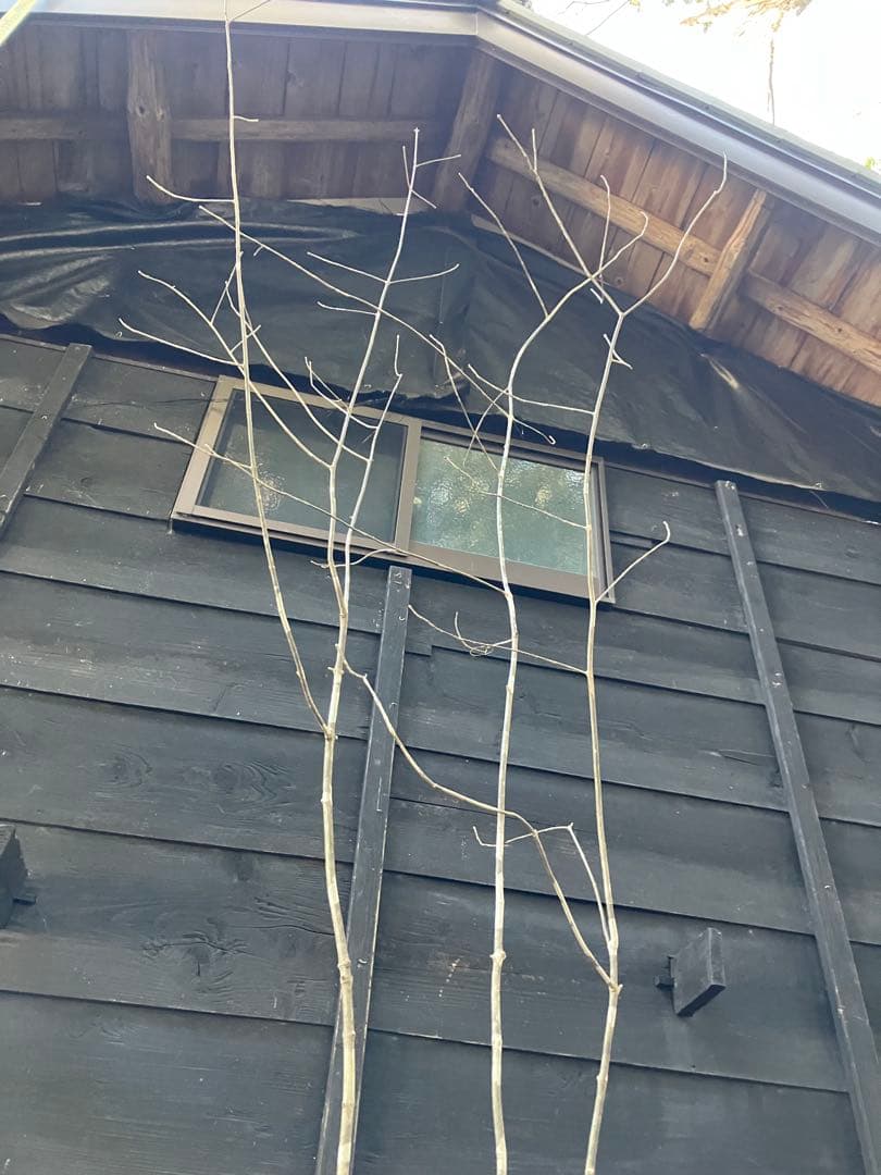 23 山採り　アオダモ