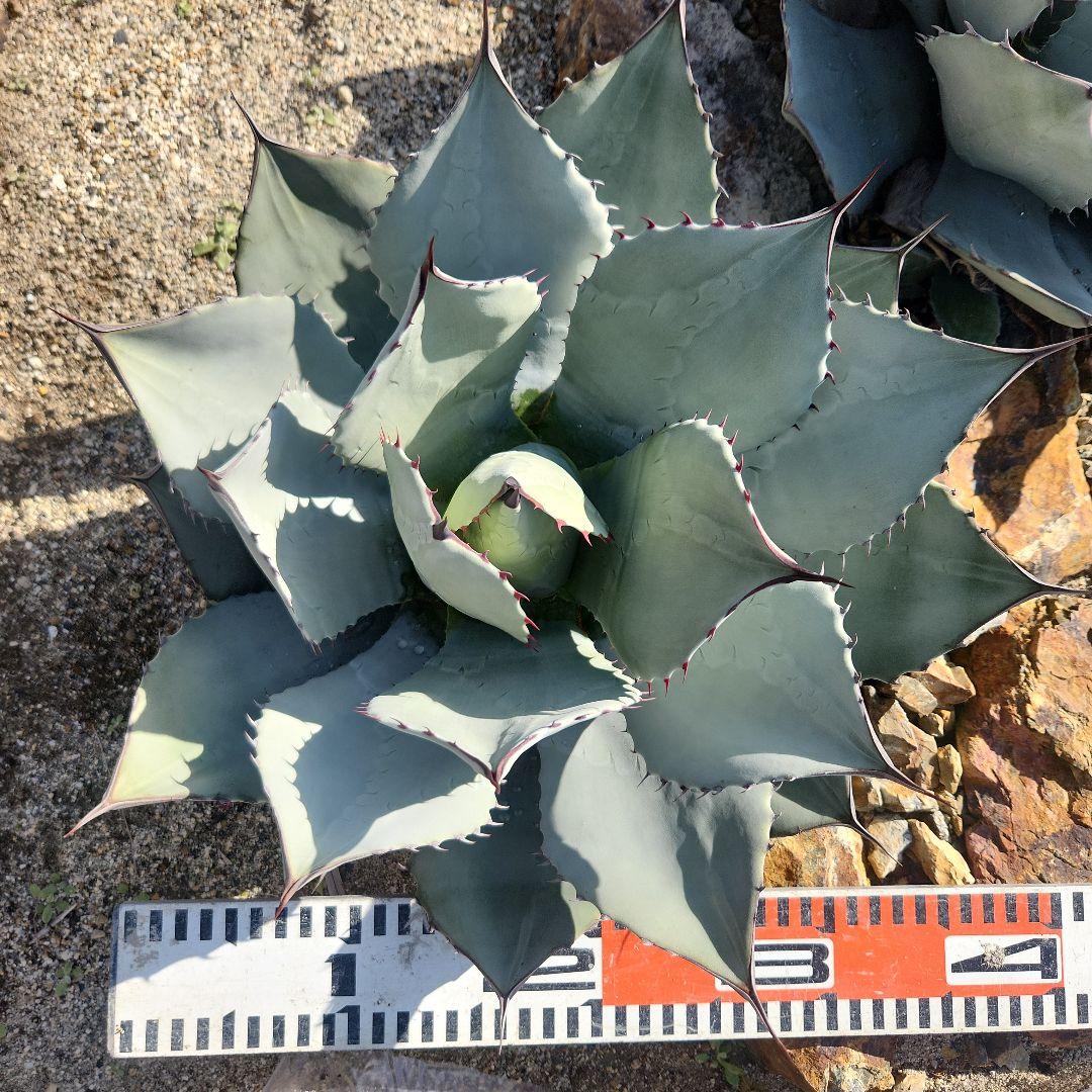 パリートランカータ