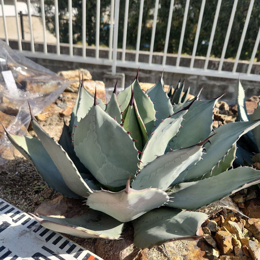 パリートランカータ