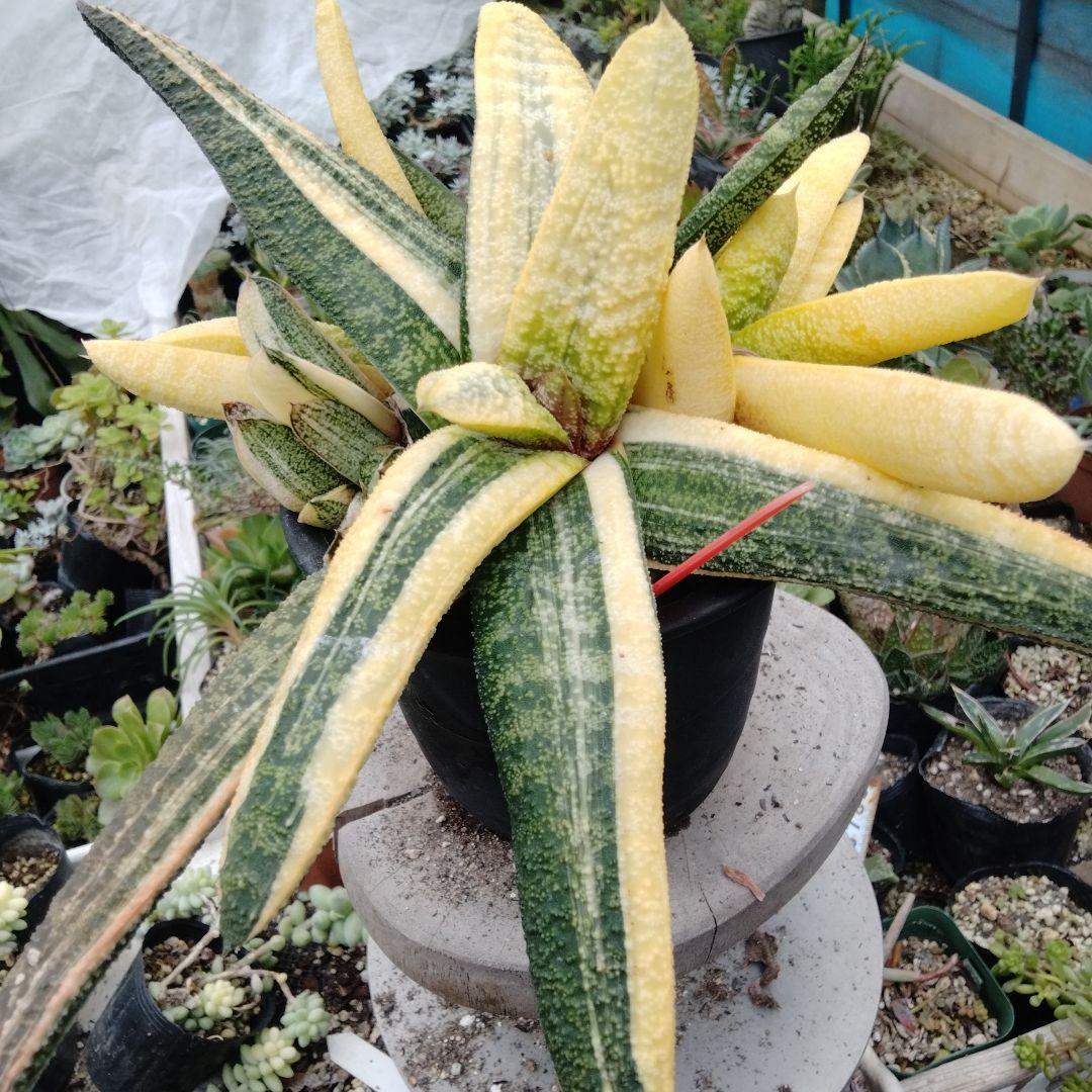 多肉植物　ガステリア　batesiana錦抜き苗