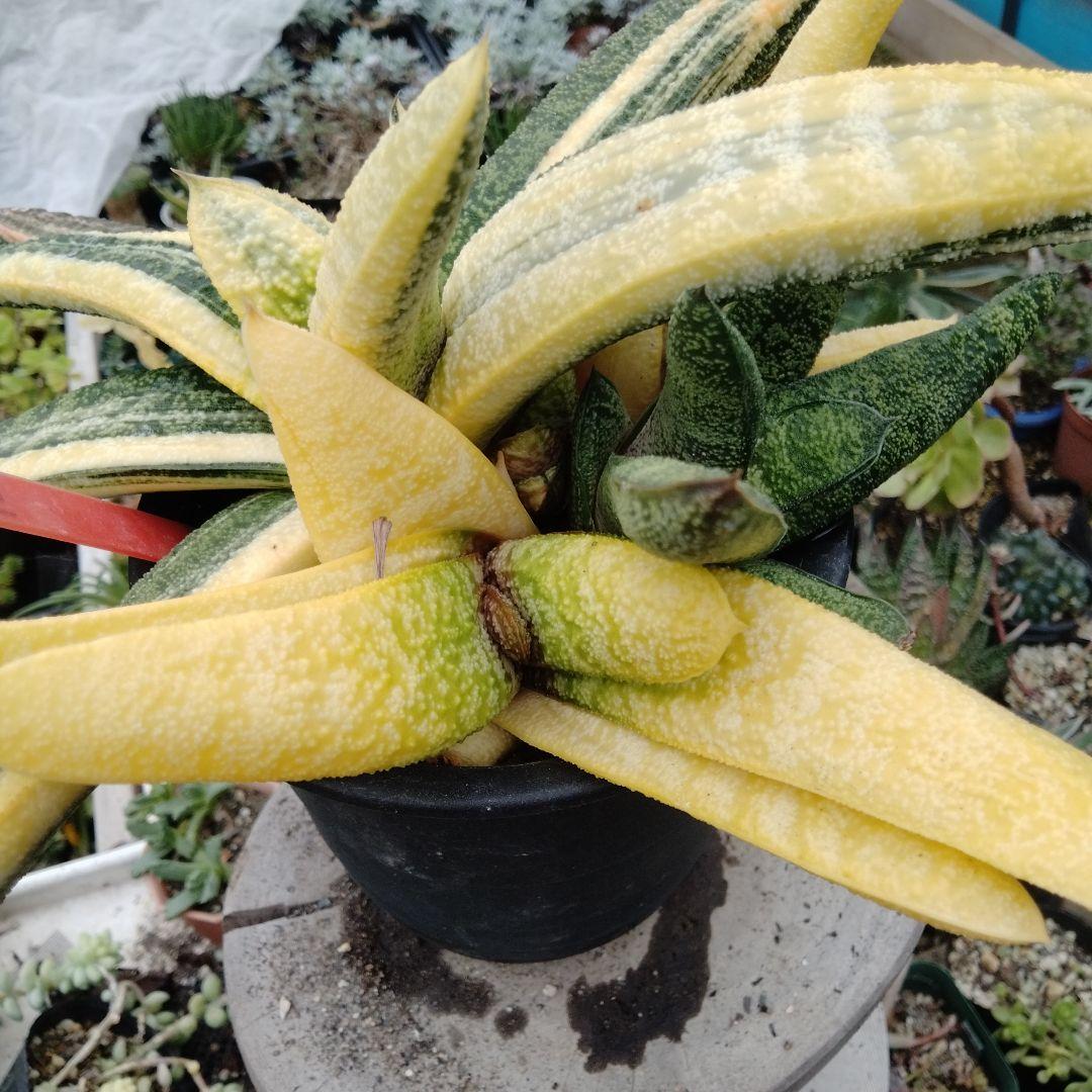 多肉植物　ガステリア　batesiana錦抜き苗