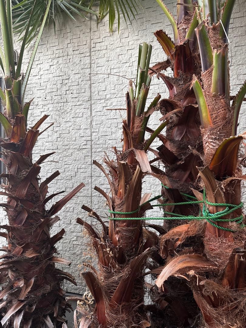 ワシントンヤシ 約6メートル