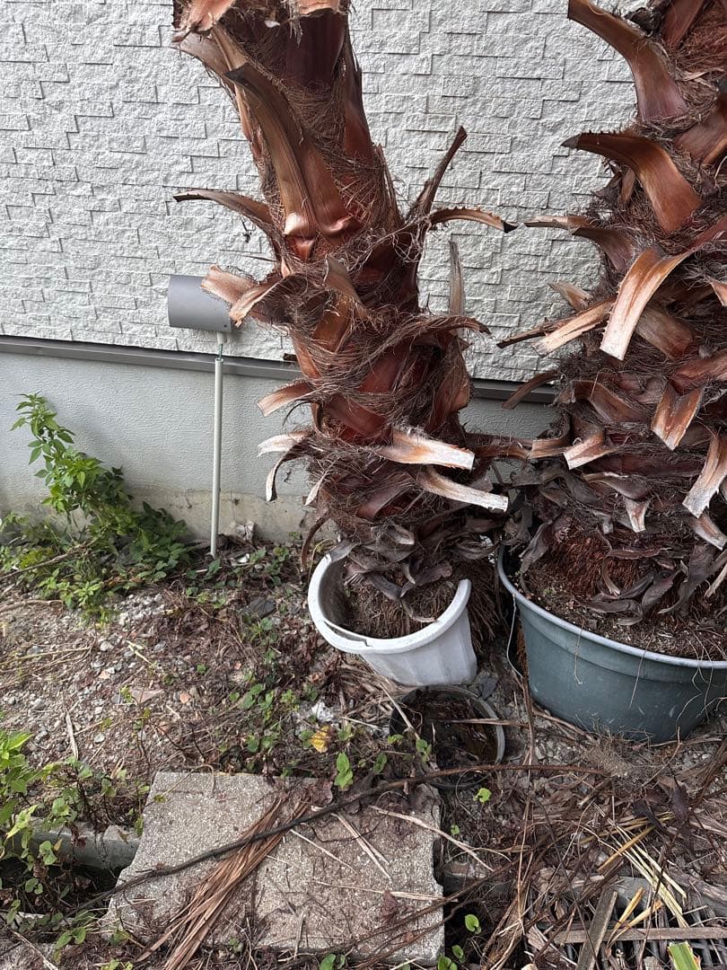 ワシントンヤシ 約6メートル