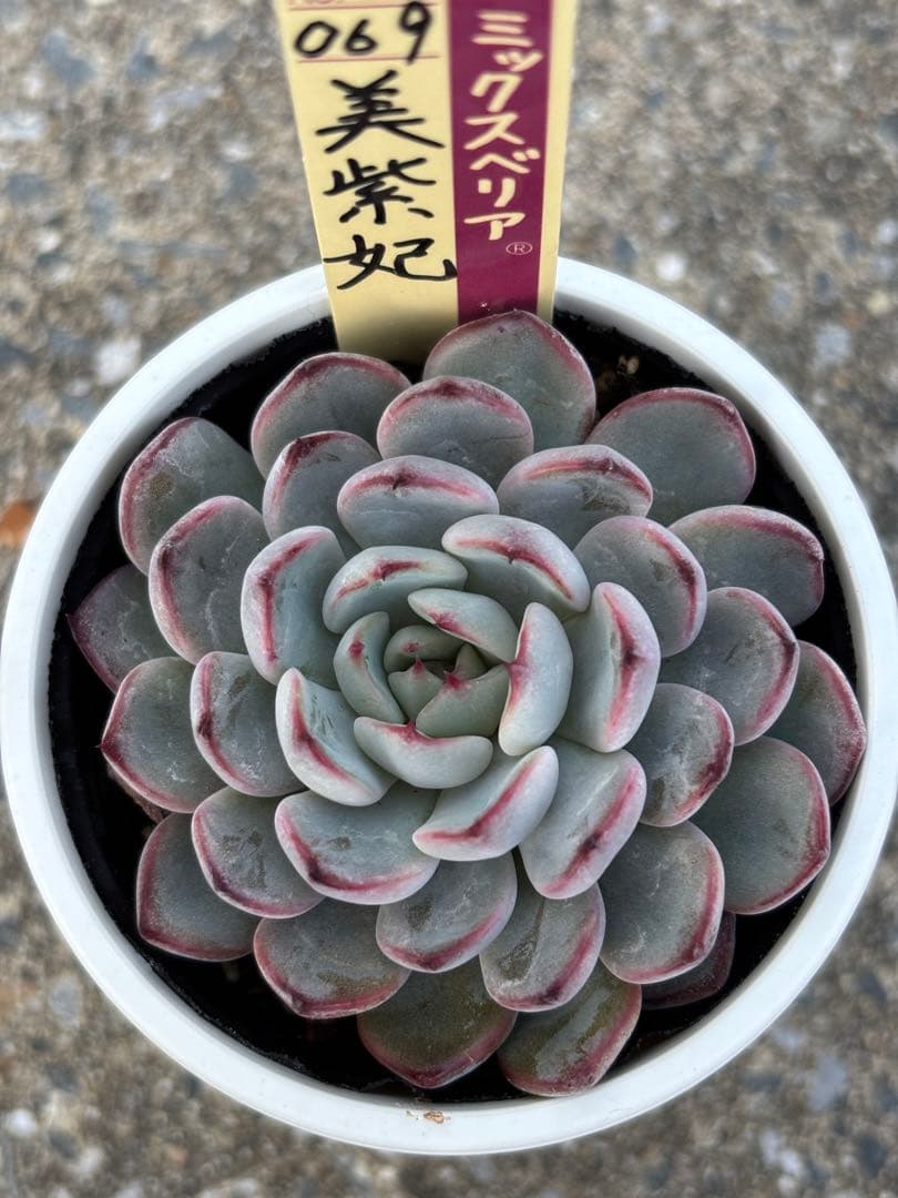 超希少 おらいさん苗 ミックスベリア 美紫妃 札付き 極上株 多肉植物