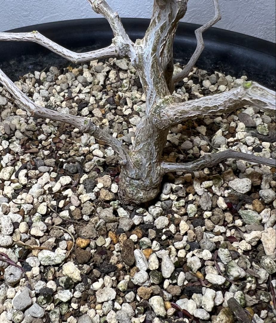 オペルクリカリア・パキプス(Operculicarya pachypus)