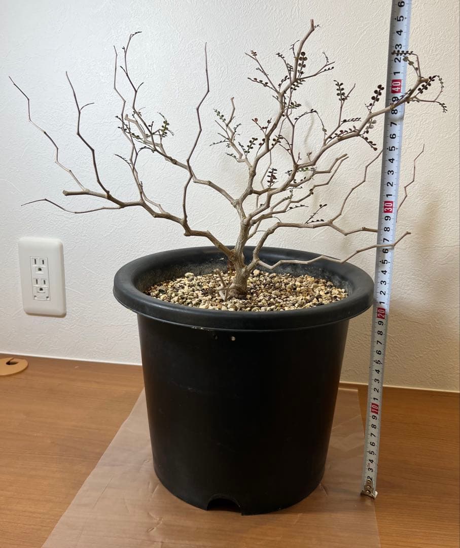 オペルクリカリア・パキプス(Operculicarya pachypus)