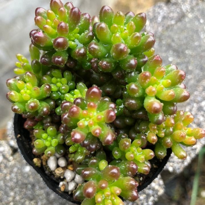 多肉植物♥゛レッドベリー 抜き苗