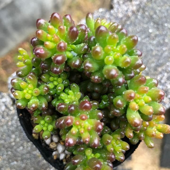 多肉植物♥゛レッドベリー 抜き苗