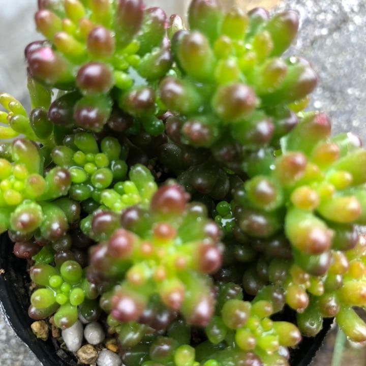 多肉植物♥゛レッドベリー 抜き苗