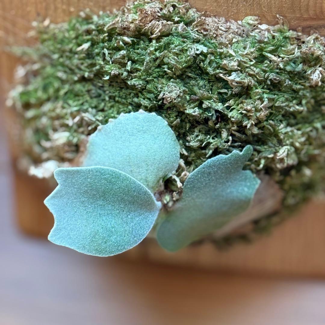 ビカクシダ　veitchii pedro tatsuta OC 年内最後株