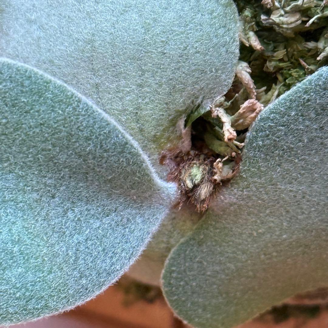 ビカクシダ　veitchii pedro tatsuta OC 年内最後株