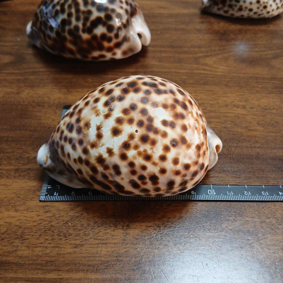 貝殻　タカラガイ