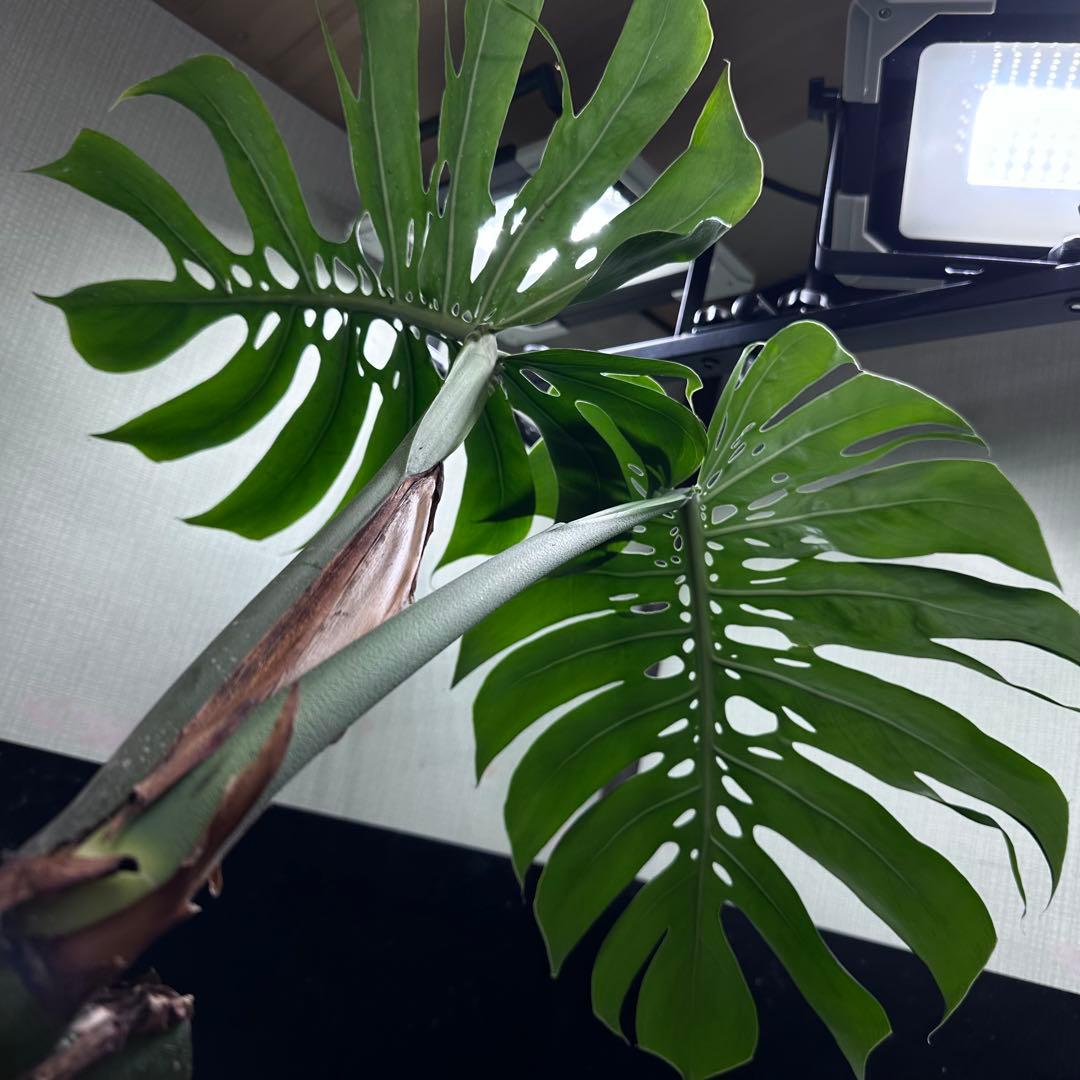 P*Y様 モンステラデリシオーサマクロコズム超希少系統鉢植え