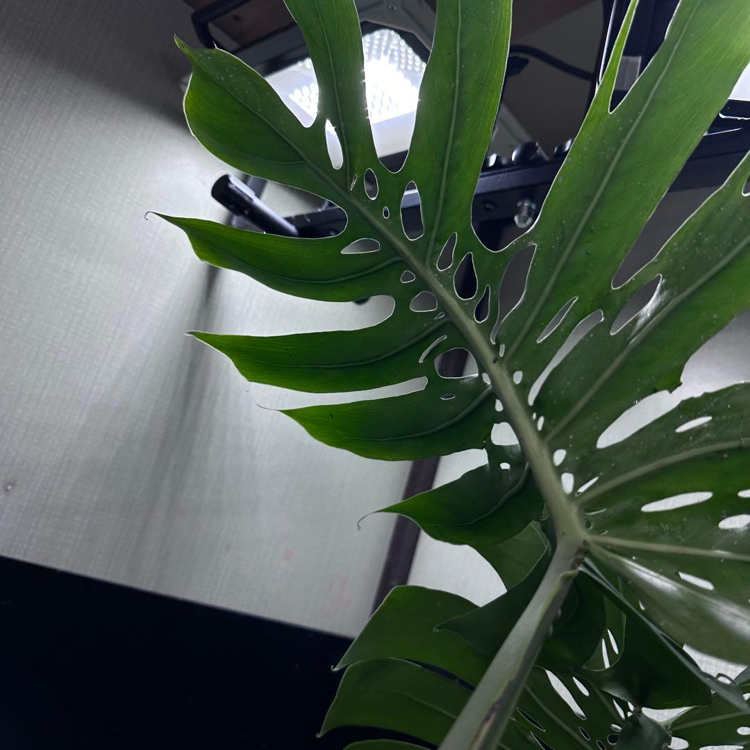 P*Y様 モンステラデリシオーサマクロコズム超希少系統鉢植え