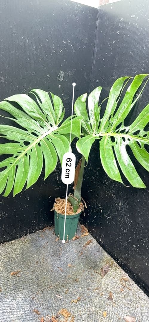 P*Y様 モンステラデリシオーサマクロコズム超希少系統鉢植え