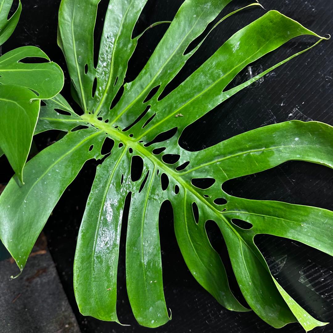 P*Y様 モンステラデリシオーサマクロコズム超希少系統鉢植え