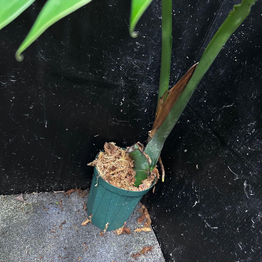 P*Y様 モンステラデリシオーサマクロコズム超希少系統鉢植え