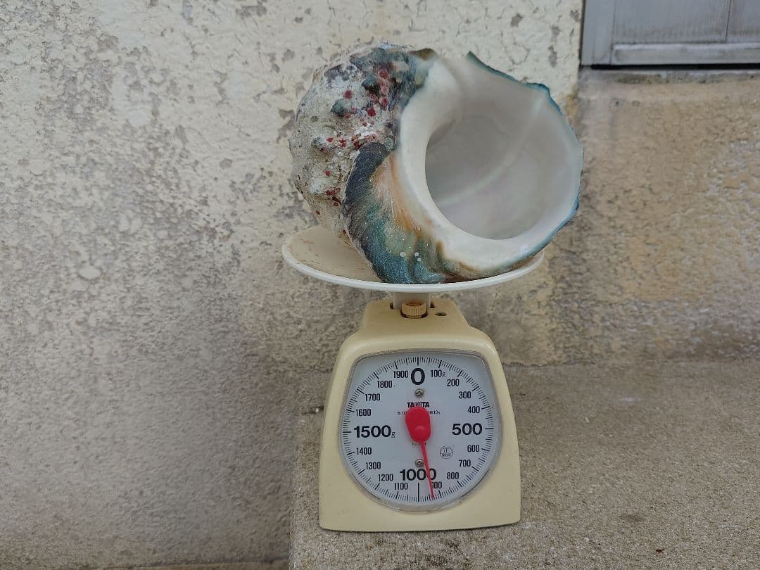 ☆貝☆貝殻☆標本☆　夜光貝×12個